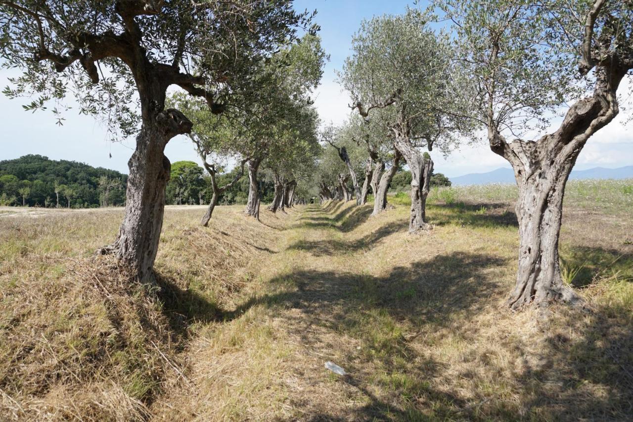 Agriturismo Cheloni Guasticce 외부 사진