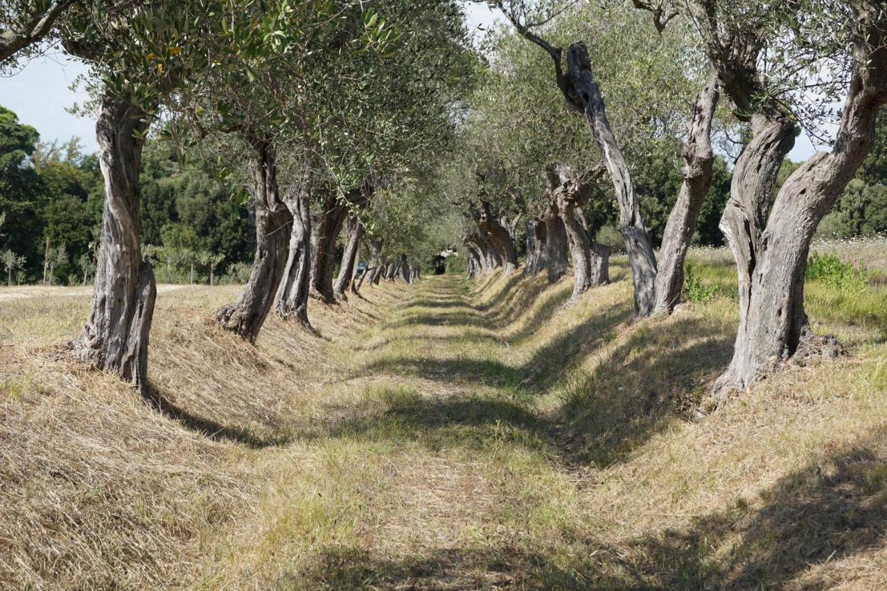 Agriturismo Cheloni Guasticce 외부 사진
